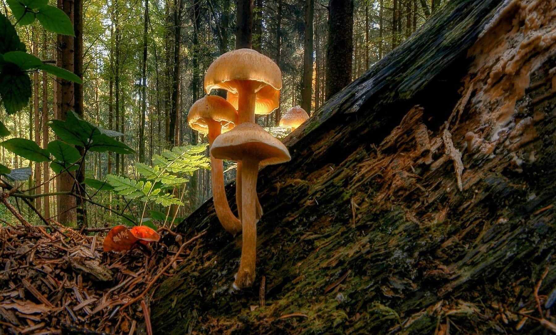 residuos setas fotocondensadores