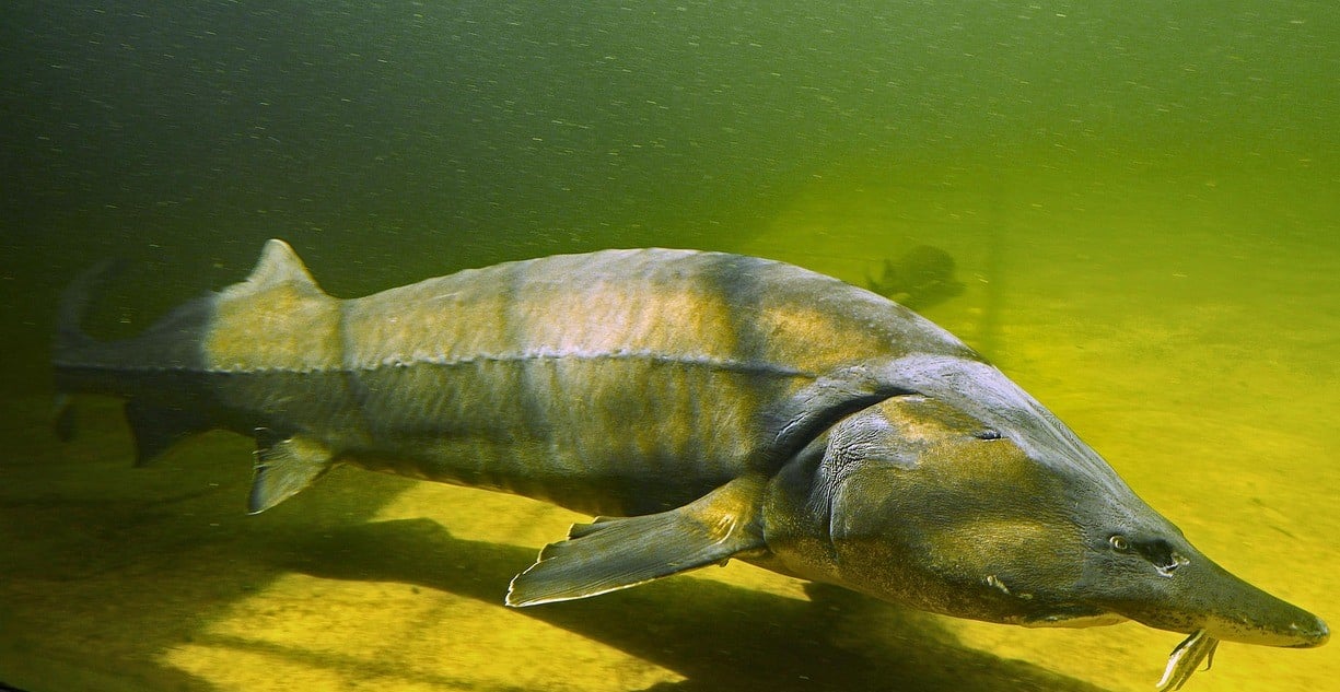 Rusia esturión Caspio moratoria