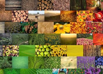 SCALE-UP bioeconomía rural andaluza