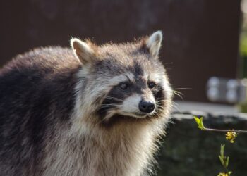 semana especies invasoras