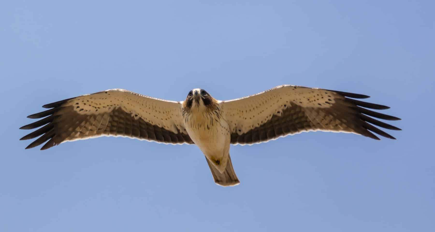águilas calzadas huevo sierra guadarrama