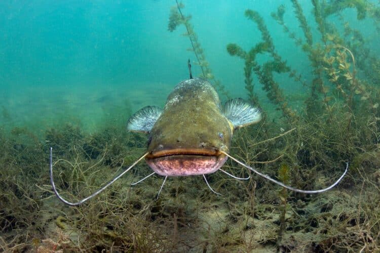 Siluro especie invasora Doñana