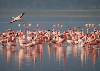 Flamencos marismas odiel