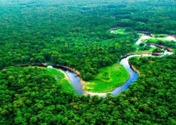 Tribunal Constitucional de Perú a favor de la creación de áreas protegidas en la región amazónica de Ucayali
