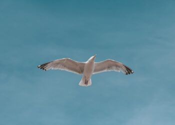 Un estudio cuestiona la evolución de las alas de las aves