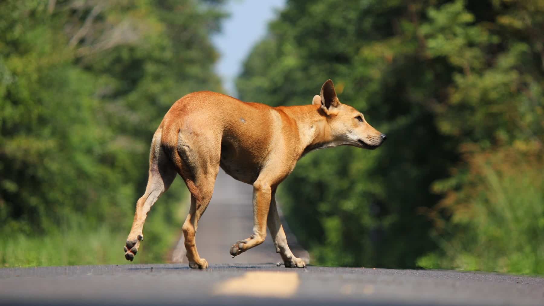 perro policia tarragona PACMA