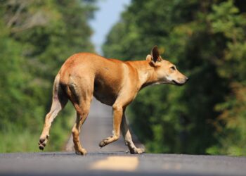 perro policia tarragona PACMA