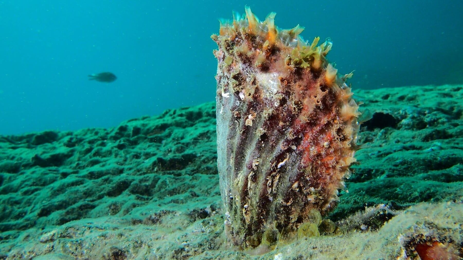 nacra híbrida evolucion