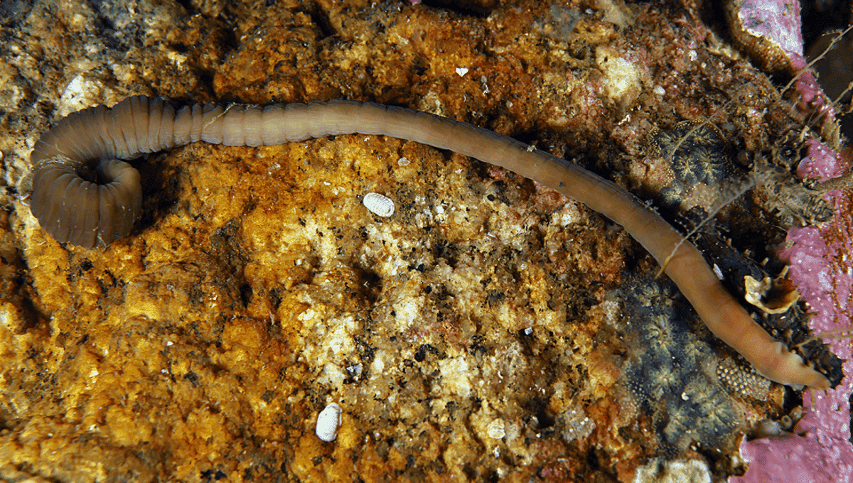 especie gusano cinta Ría Arousa