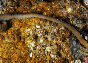 especie gusano cinta Ría Arousa