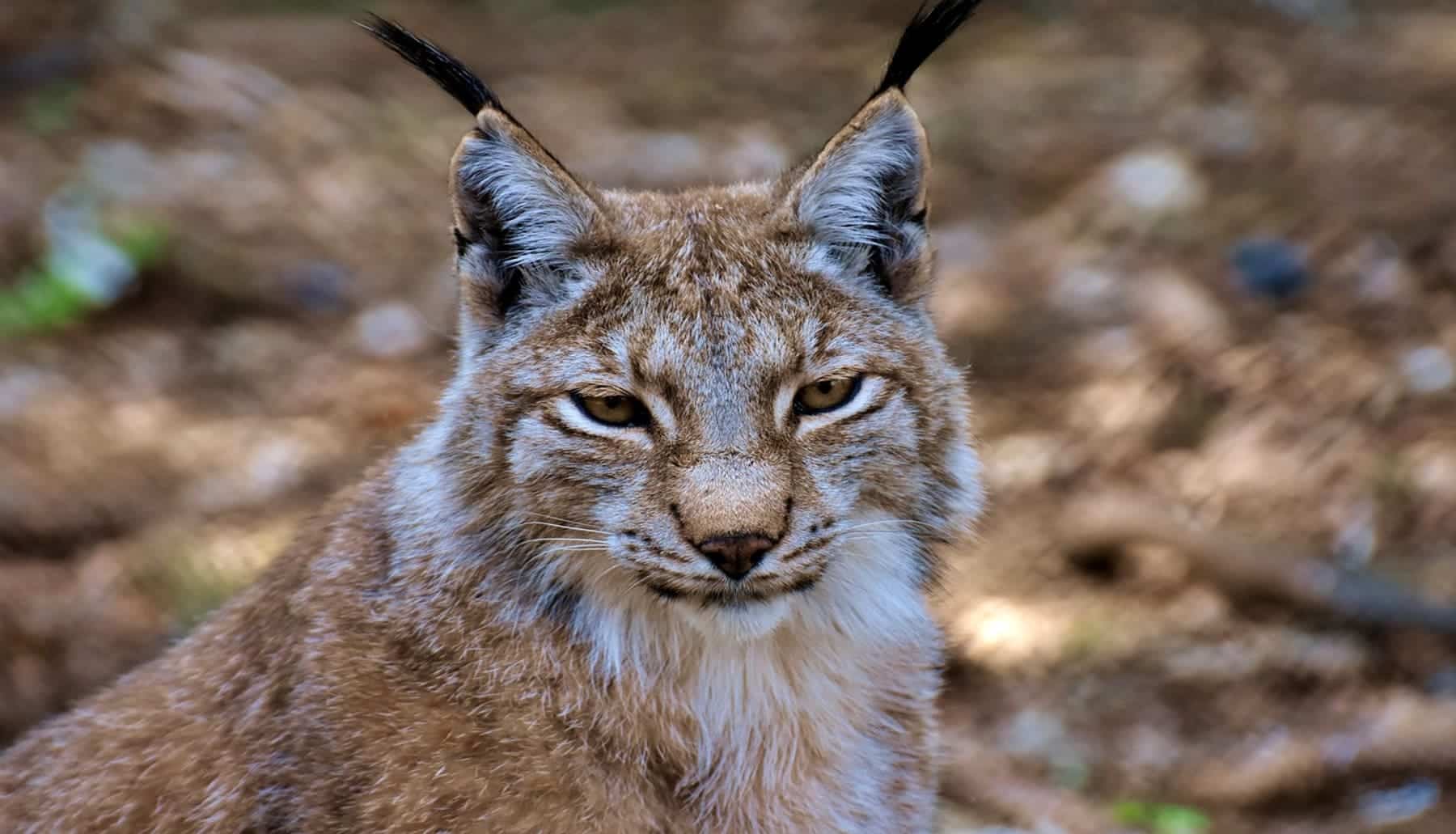 Lince comunidades autonomas