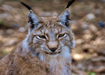 Lince comunidades autonomas