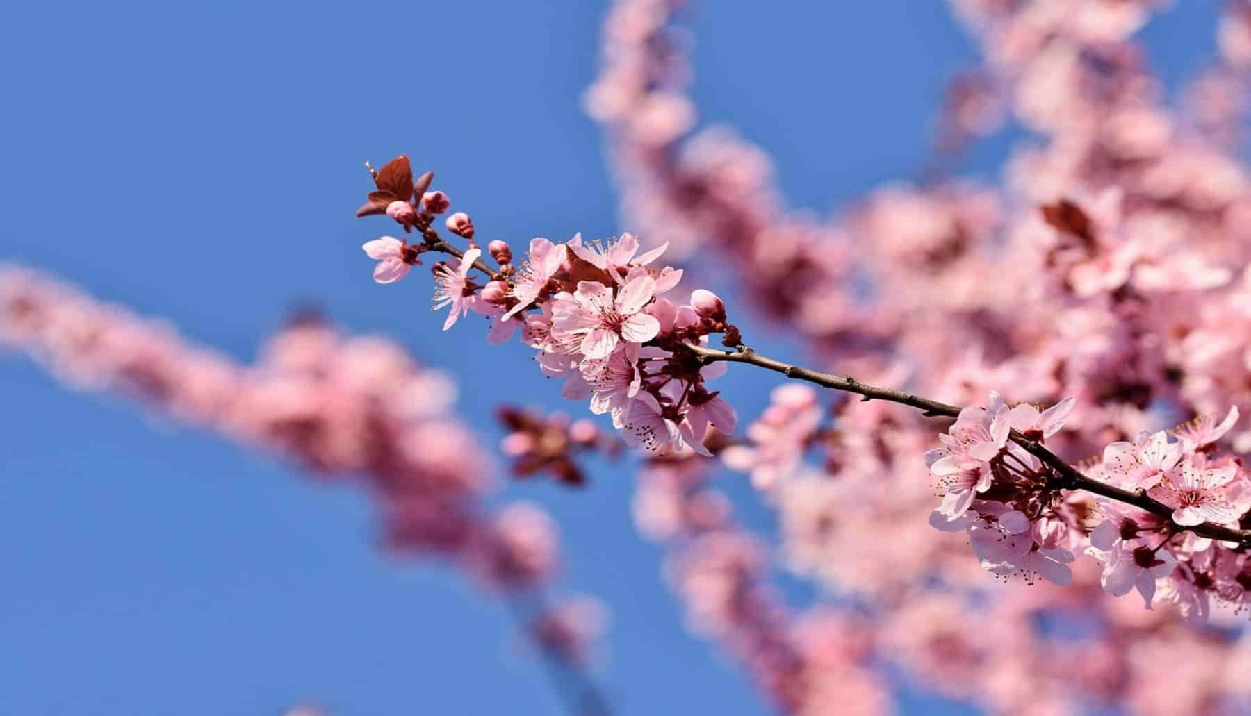 Verano, otoño, invierno … ¿y la primavera, donde está