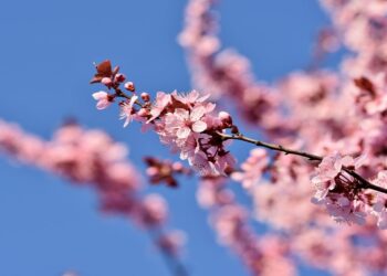 Verano, otoño, invierno … ¿y la primavera, donde está
