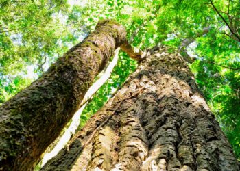 World Wide Wood arboles