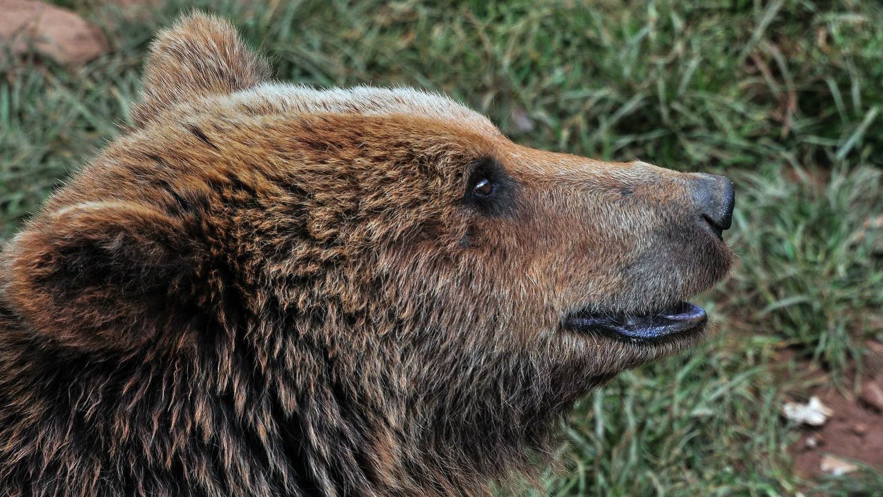 Zamora pastores eléctricos osos