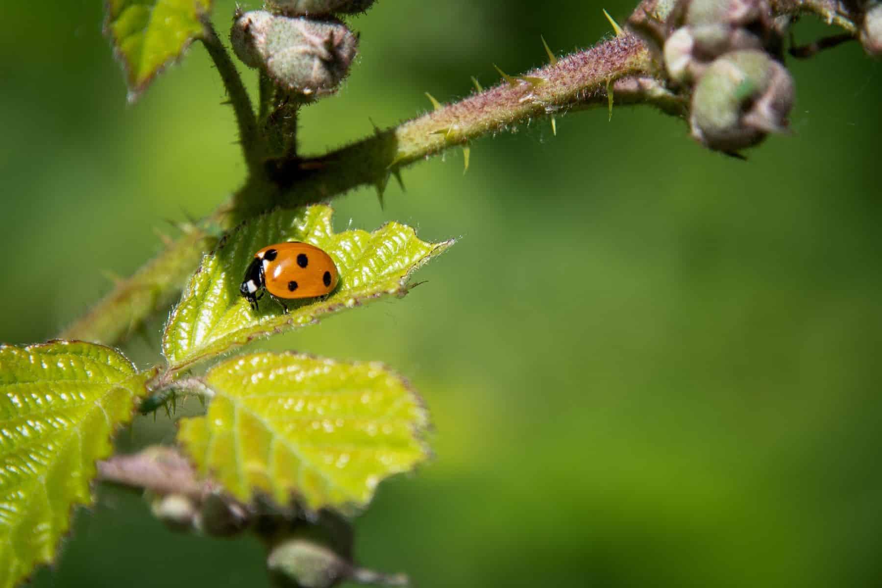 Zaragoza insectos combaten plagas