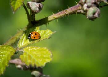 Zaragoza insectos combaten plagas