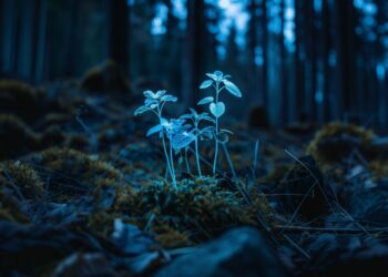 luz-plantas
