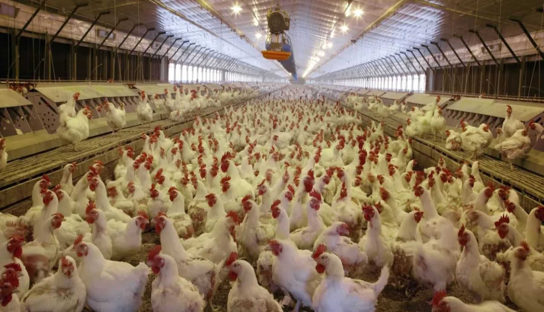 ¡Espeluznante!, en la 'macrogranja avícola' de Llucmajor se han traspasado todos los límites