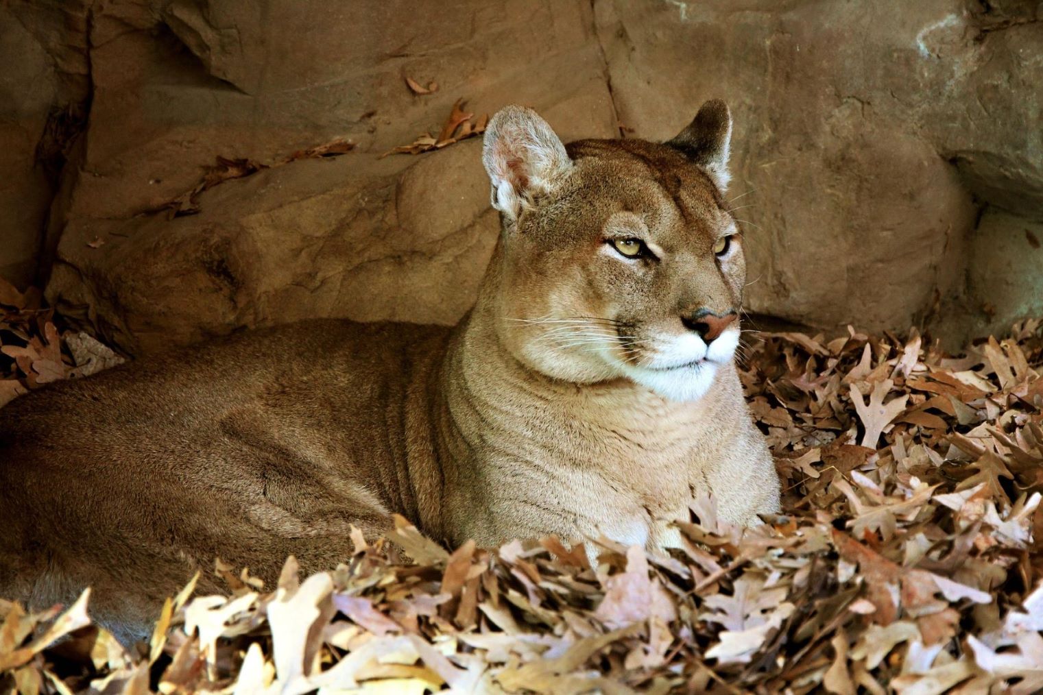 Triángulo Puma biodiversidad