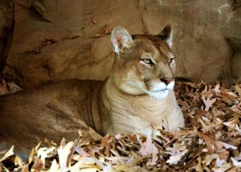 Triángulo Puma biodiversidad