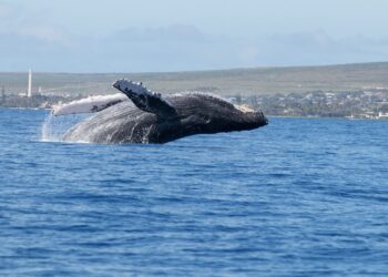 Ballenas vida longeva