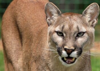 temor pumas Chile