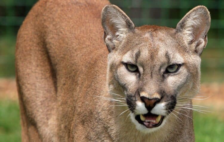temor pumas Chile