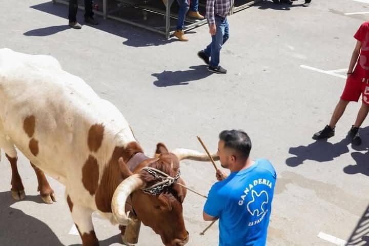 veterinarios tauromaquia