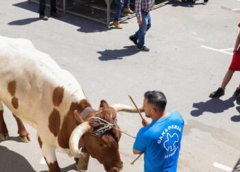 veterinarios tauromaquia