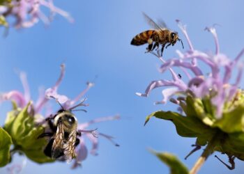 abejas silvestres