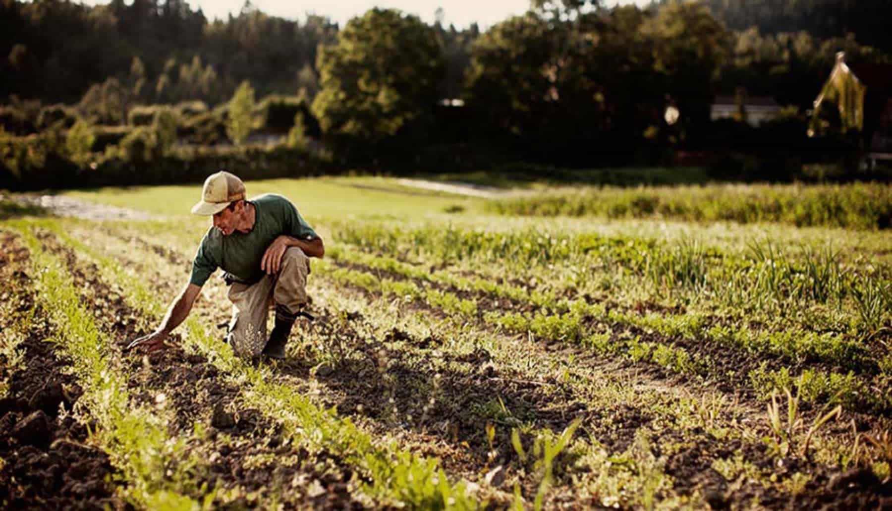 AgriAdapt la adaptación climática se cultiva en el terreno
