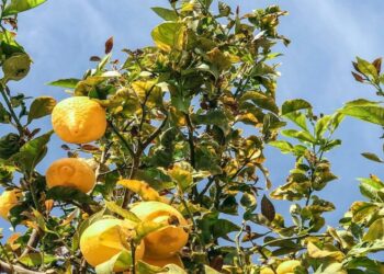 AgriConCiencia, se presentaron los avances y acciones desarrolladas en el primer año de ejecución en la agricultura de la cuenca del Mar Menor