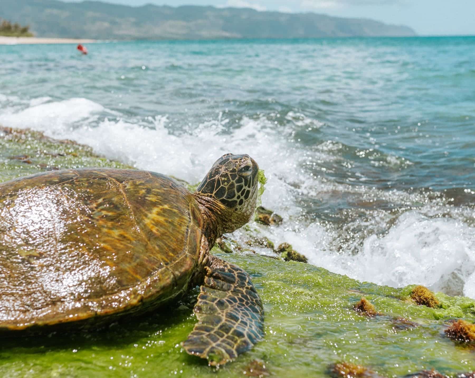 tortugas marinas Global Omnium