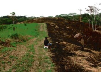 Amazonía Perú deforestación