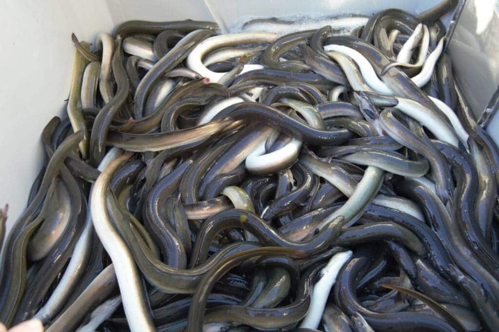 Anguilas angulas europeas Delicatessen ser humano