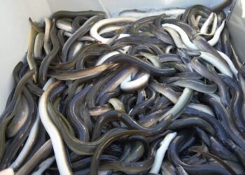 Anguilas angulas europeas Delicatessen ser humano