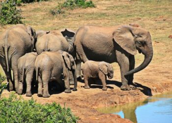 Asesinar elefantes Zimbabue sobrepoblación reserva Save Valley
