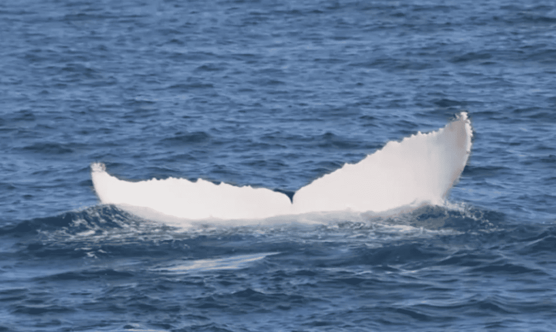 ballena jorobada albina Ecuador
