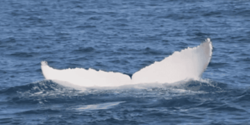 ballena jorobada albina Ecuador
