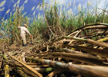 Biocombustibles descarbonizar economías Latinoamérica