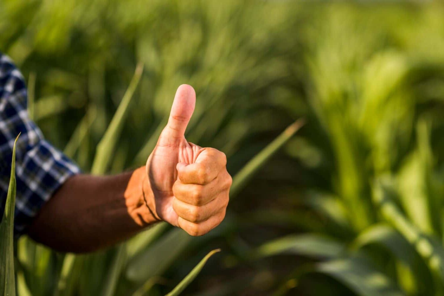 Bioinsumos mejorar cultivos América Latina