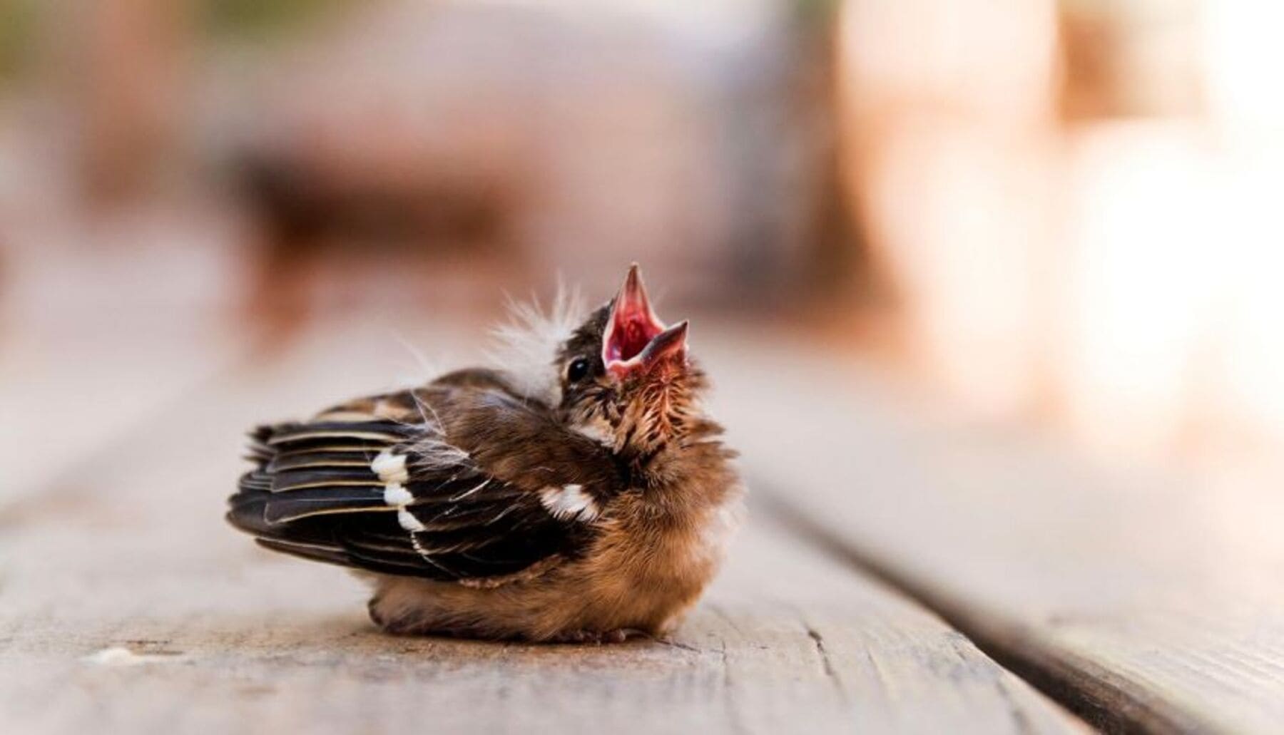 Campaña No lo cojas crías que pueden aparecer en el suelo no significa que estén abandonadas