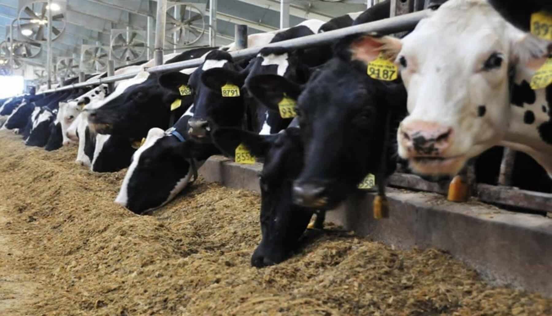 Caso As Conchas se ha probado la existencia durante una década de contaminación ocasionada por la ganadería industrial en esta región gallega