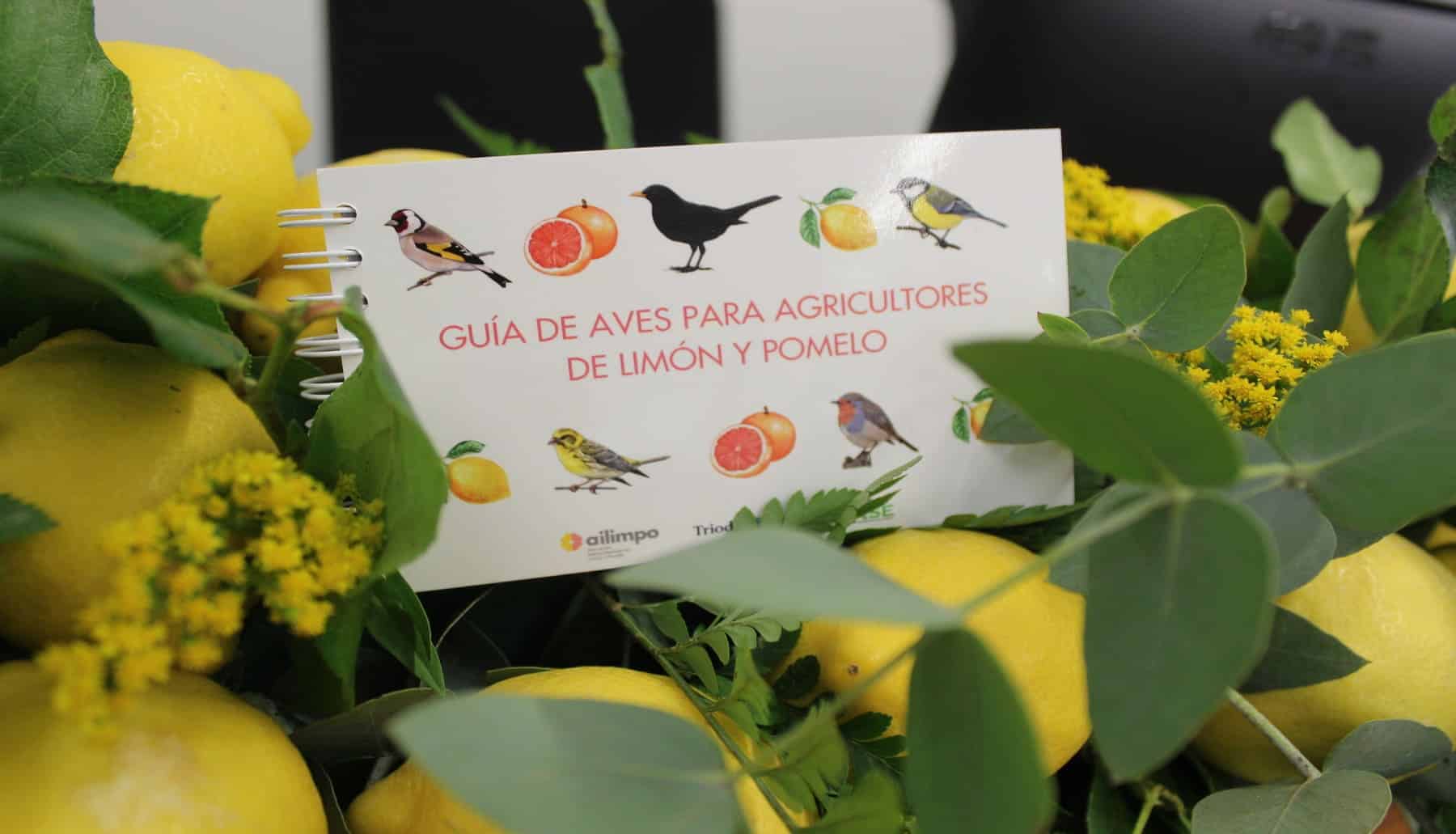 Conoce todo sobre las aves que habitan en las fincas de limón y pomelo con esta guía
