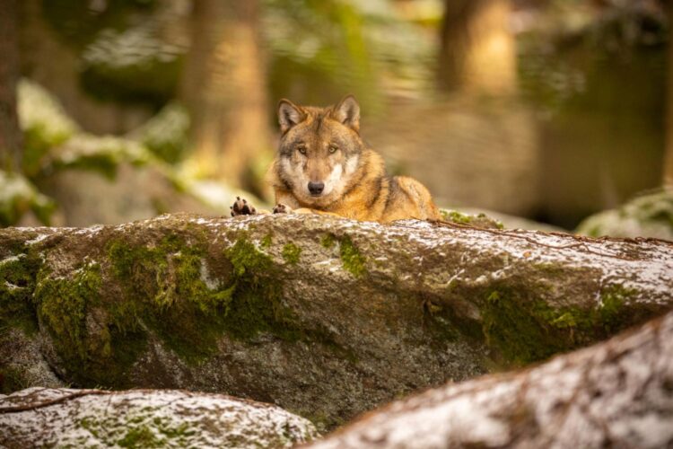 asesinan lobos ibéricos crecen ataques ganado