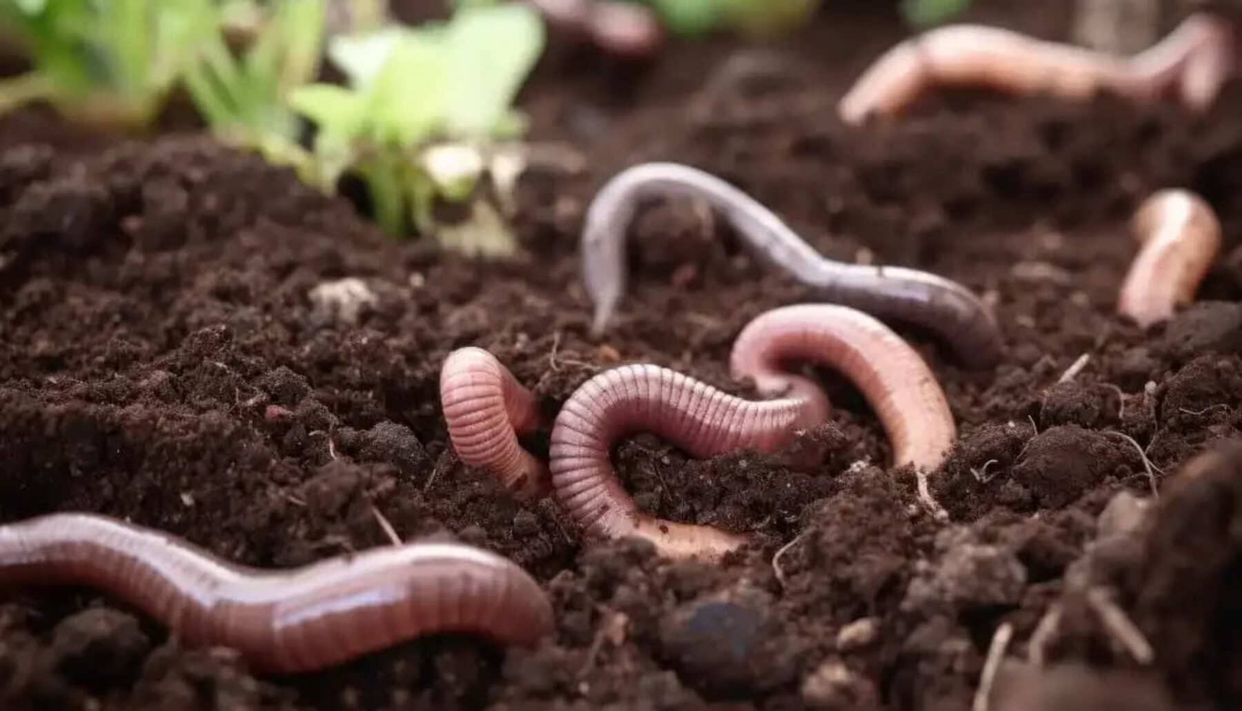 Darwin en entredicho desvelan un mecanismo evolutivo de las lombrices de tierra que cuestiona la teoría del naturalista inglés