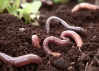 Darwin en entredicho desvelan un mecanismo evolutivo de las lombrices de tierra que cuestiona la teoría del naturalista inglés