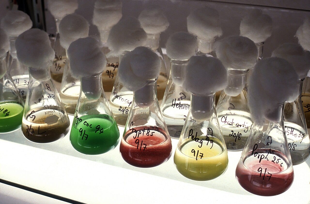 espirulina biocombustibles microalgas